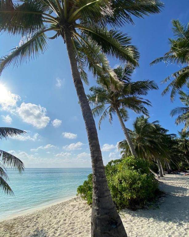 Palm trees and turquoise water on the beach at Thoddoo